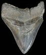 Serrated, Fossil Megalodon Tooth - South Carolina #51130-2